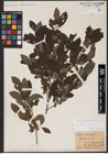 Foto von Salix aurita L.